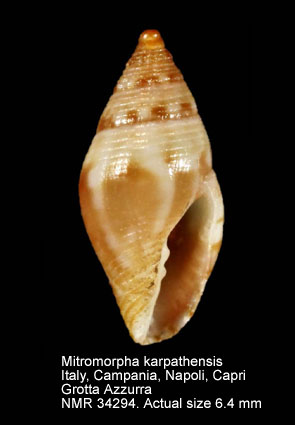 Mitromorpha karpathensis (18).jpg - Mitromorpha karpathensis (Nordsieck,1969)